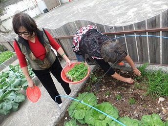 到農園現場採收韭菜