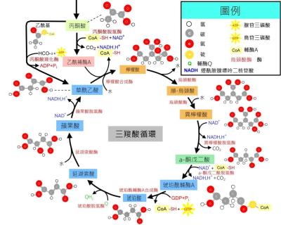 克雷伯氏循環(三羧酸循環)修改版.jpg