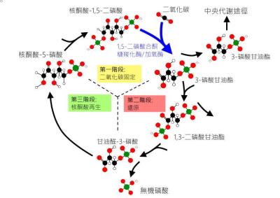 卡爾文循環(修改版).jpg