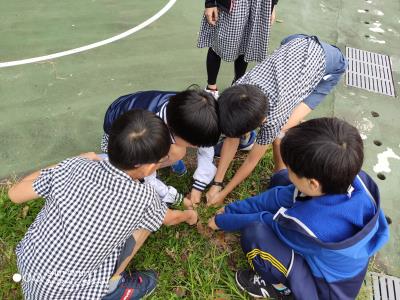 牛筋草生特態性觀察與拔河