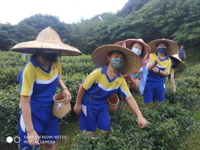 石門實中學生體驗茶文化課程-採茶趣